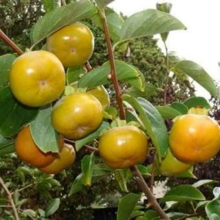 Cây giống hồng đen nhật bản