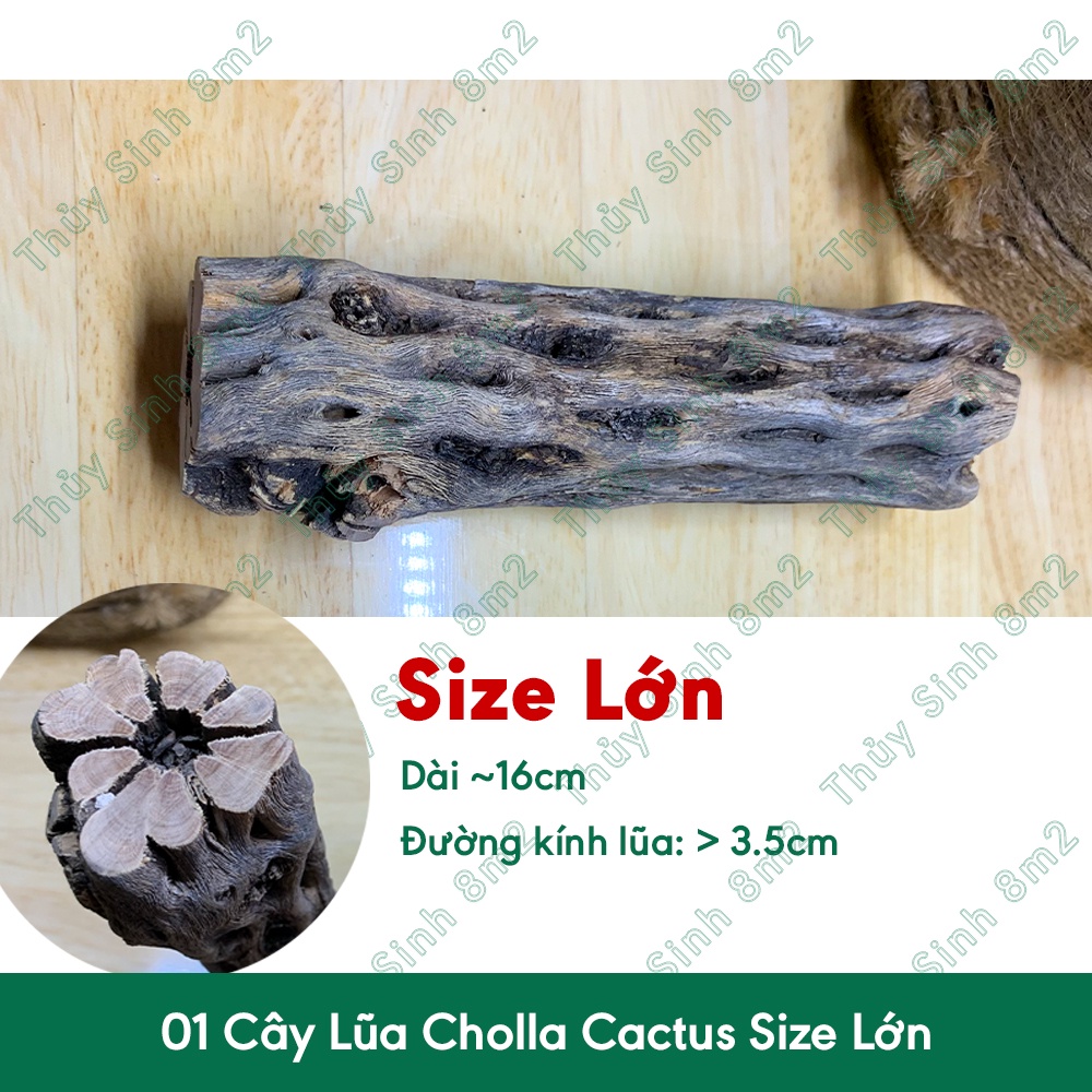 Lũa Cholla Cactus Lớn Trung Nhỏ - Đồ Chơi Cho Tép Cảnh Thủy Sinh - 8m2