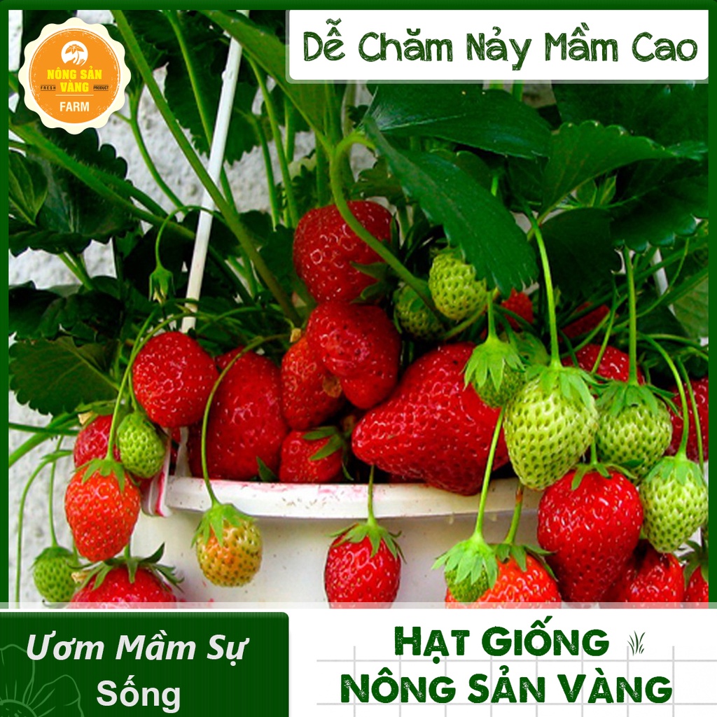 Hạt giống Dâu Tây Đỏ F1 ( Gói 100 Hạt ) - Nông Sản Vàng