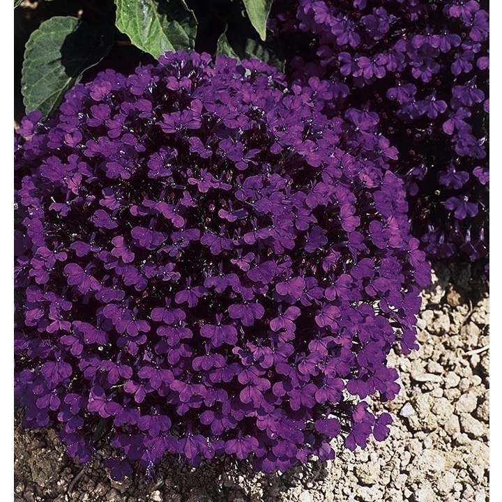 Lobelia Crystal Palace, Hạt GIỐNG HOA CÚC - Hoa đậm, màu xanh đậm (50 Hạt)