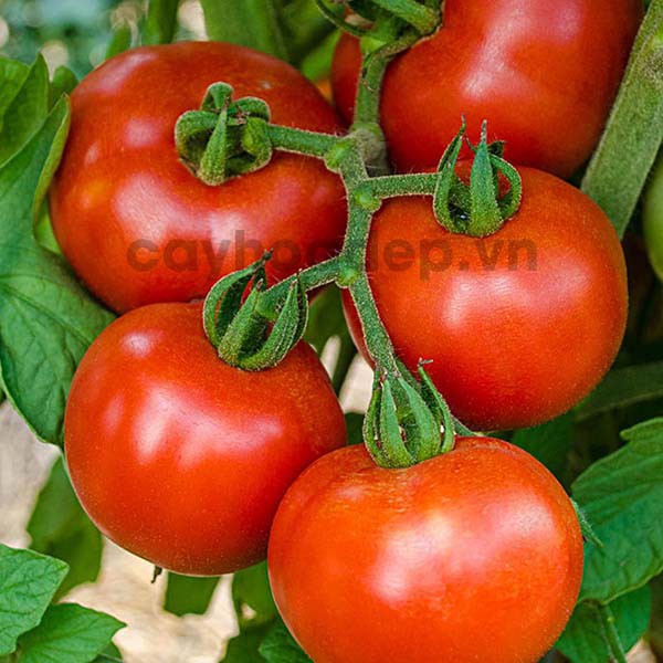 Auxin K-IAA 98%  tan trong nước