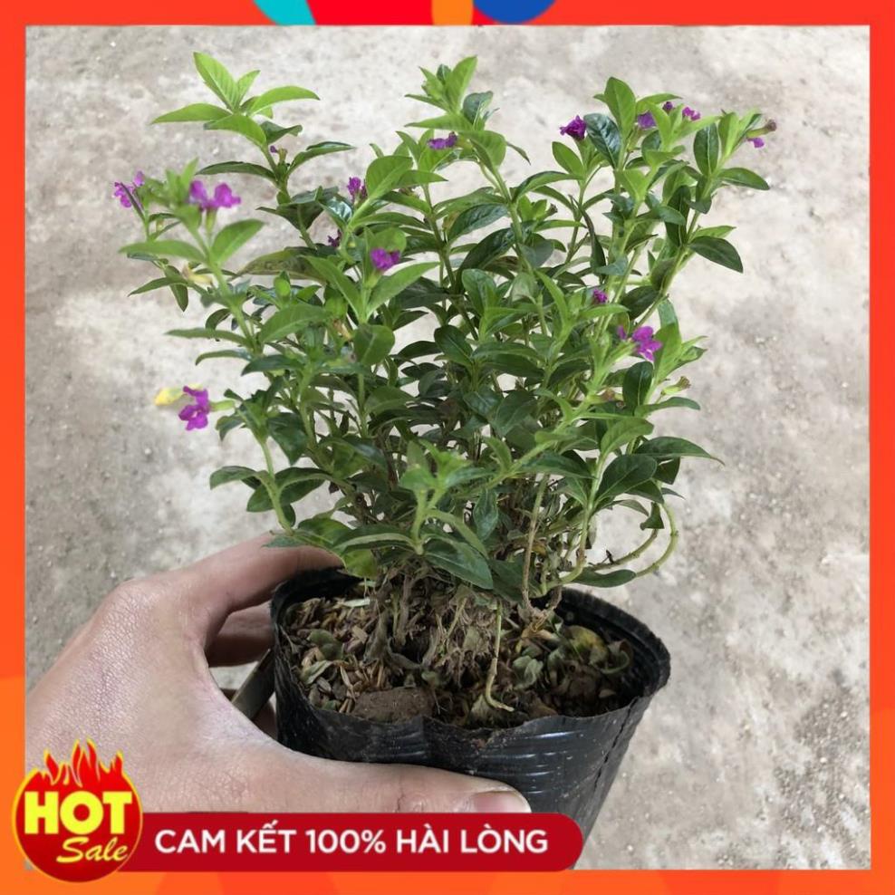 ] Cây cẩm tú mai hoa nở rực rỡ nhiều nhánh sum suê cực to cực đẹp@