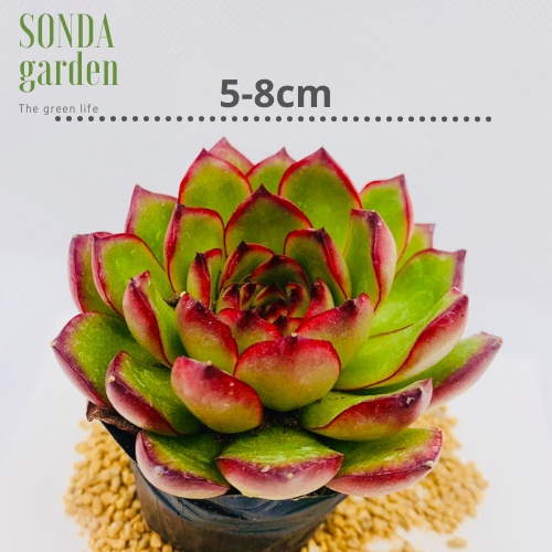 Sen đá viền lửa SONDA GARDEN size bé 5-8cm, xuất xứ Đà Lạt, khoẻ đẹp, lỗi 1 đổi 1