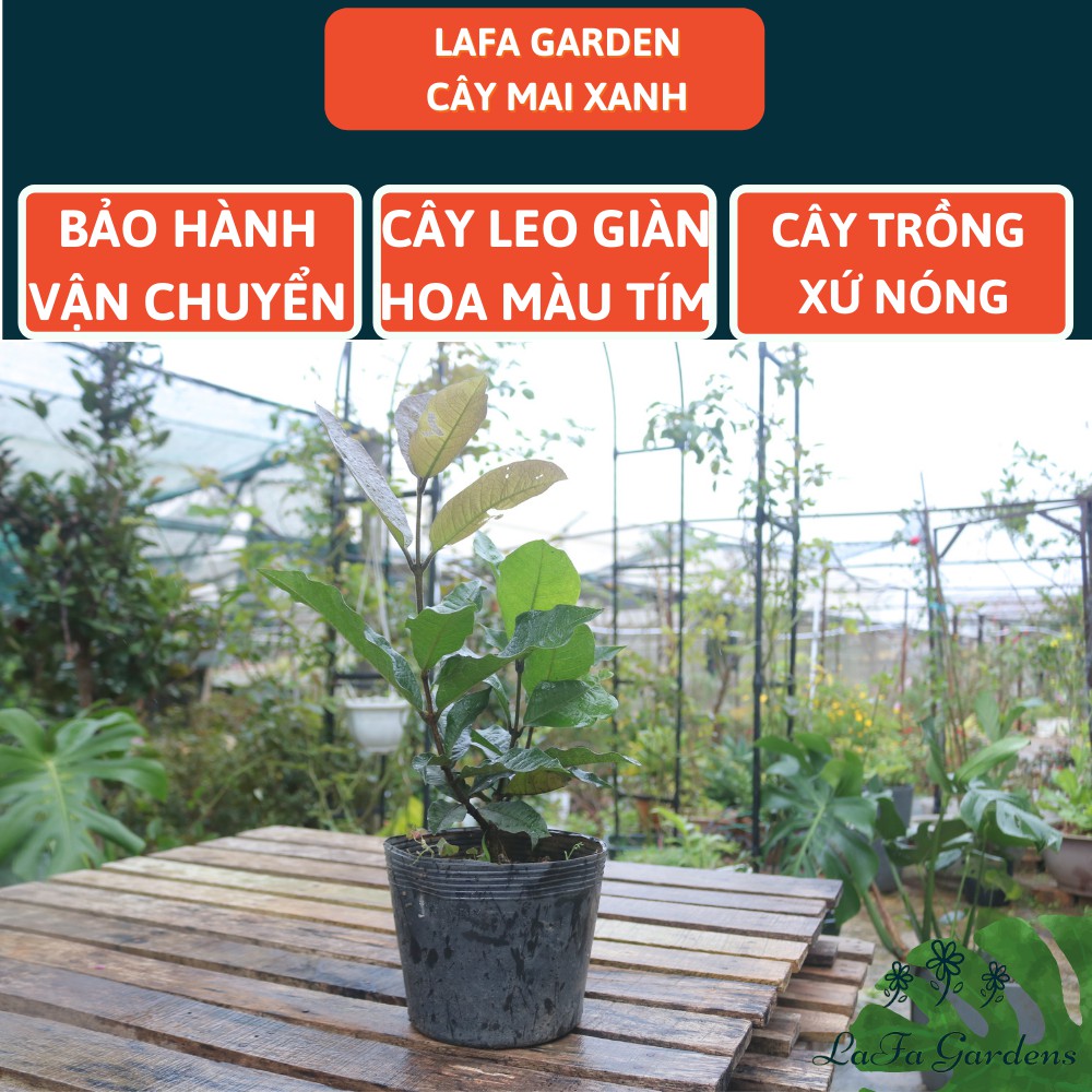 Cây giống hoa mai xanh thái, kích thước ( 45-60cm) có bầu đất khỏe mạnh, dây leo giàn, hoa màu tím, sản xuất Lafa Garden