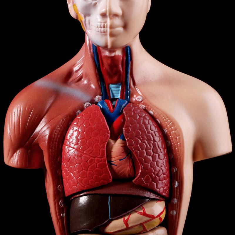 Mô hình giải phẫu cơ thể người quan sát nội tạng để dạy học