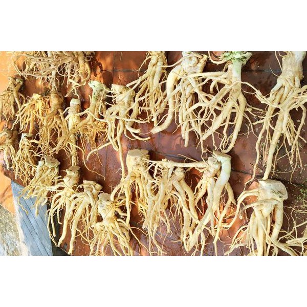 Rễ Đinh Lăng Tươi Nguyên Củ