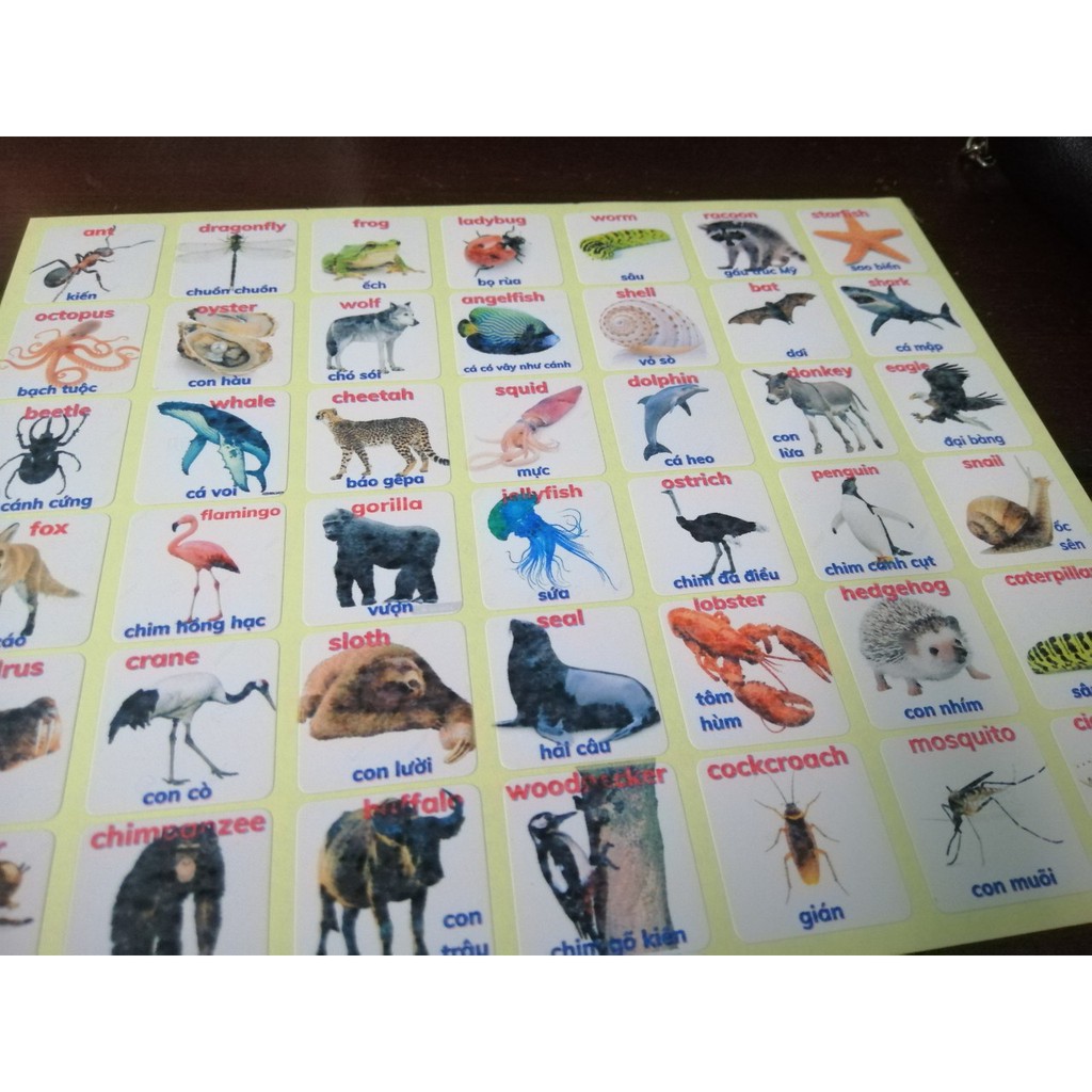 42 hình dán stickers học từ vựng Tiếng Anh - chủ đề Động vật