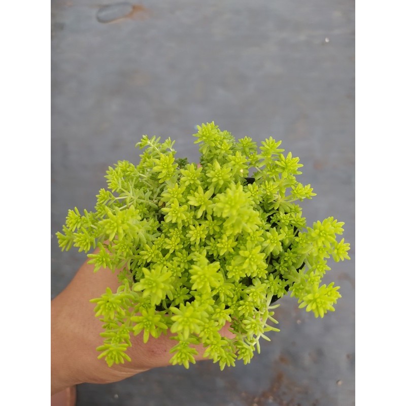 CỎ SEDUM VÀNG ĐÀ LẠT SIZE BÉ, SIÊU KHOẺ ĐẸP, THUẦN MỌI KHÍ HẬU, HƯ 1 ĐỔI 1