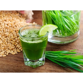 Hạt cỏ lúa mì hữu cơ Sottolestelle 500gr