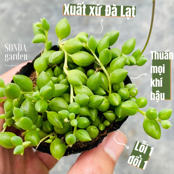 Sen đá giọt nước SONDA GARDEN size bé 5-8cm, xuất xứ Đà Lạt, khoẻ đẹp, lỗi 1 đổi 1