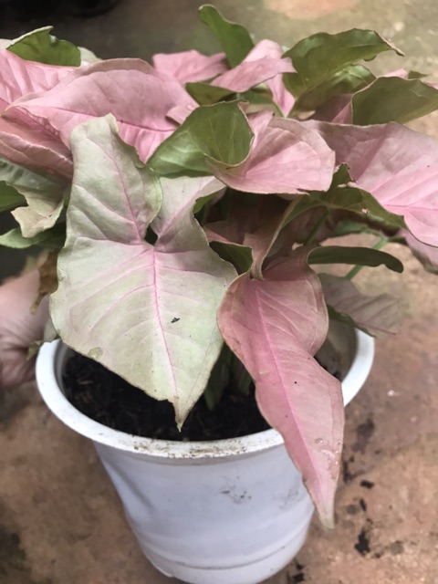 Trầu bà hồng - Syngonium pink