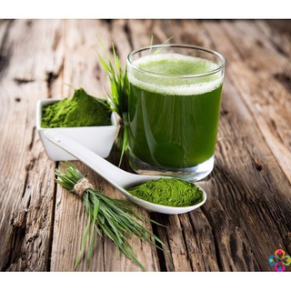 BỘT CỎ LÚA MÌ DALAHOUSE 50g