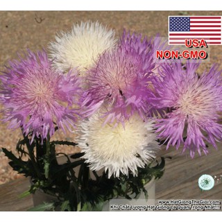 50h Hạt Giống Hoa Cúc Nhung, Cúc Vương Miệng Sultan (C3.202| -KD: B25*V74*M021)