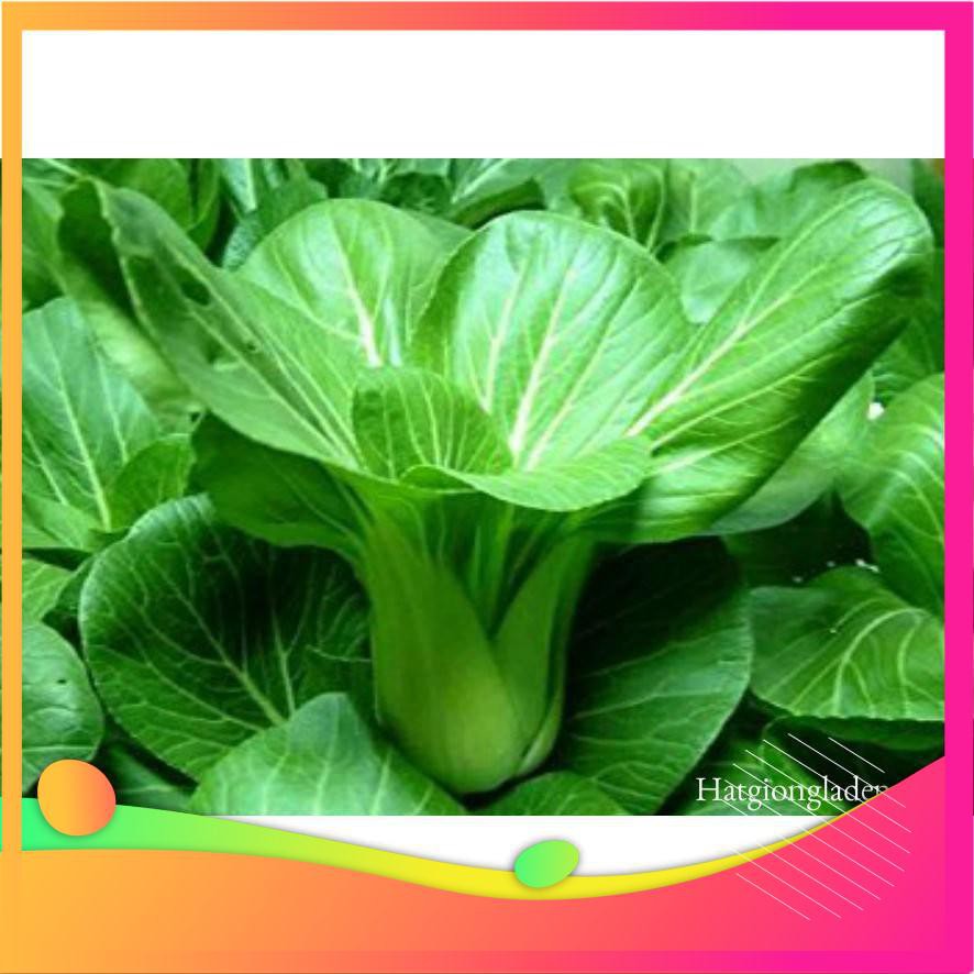 Hạt Giống Cải Chít - 100 Hạt  VIETGAR