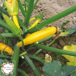 Giống Bí Ngòi Vàng F1-01 - Gói 2 Gram