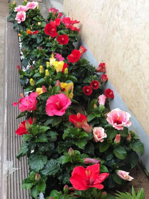 Cây giống dâm bụt thái lùn