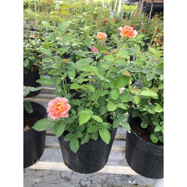 Hồng Pháp La Parisience