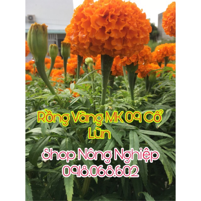 Hạt giống hoa Vạn Thọ Thái Cao Lỡ, Cam Đỏ MK 09 cổ lùn Rồng Vàng