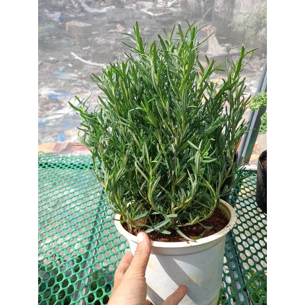Chậu Cây hương thảo (romarin-rosemary) chậu trung, chậu lớn, chậu đại