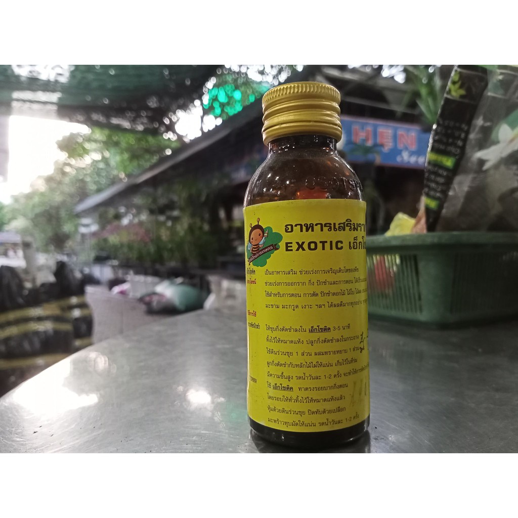 Exotic kích rễ Thái chai sành