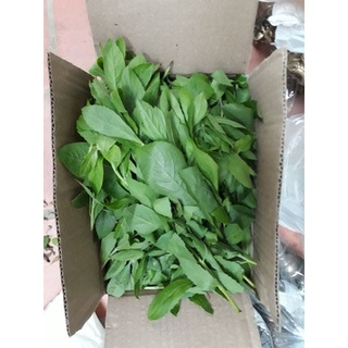 Lá Cúc Tần Tươi 1kg