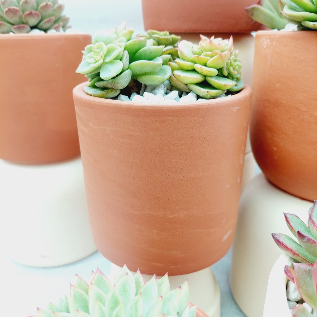 Chậu đất nung, Chậu sen đá - Trụ các kích thước từ 10cm đến 12cm