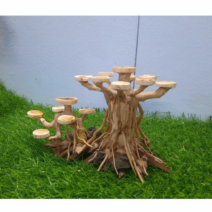 Lũa bon sai cấy nana