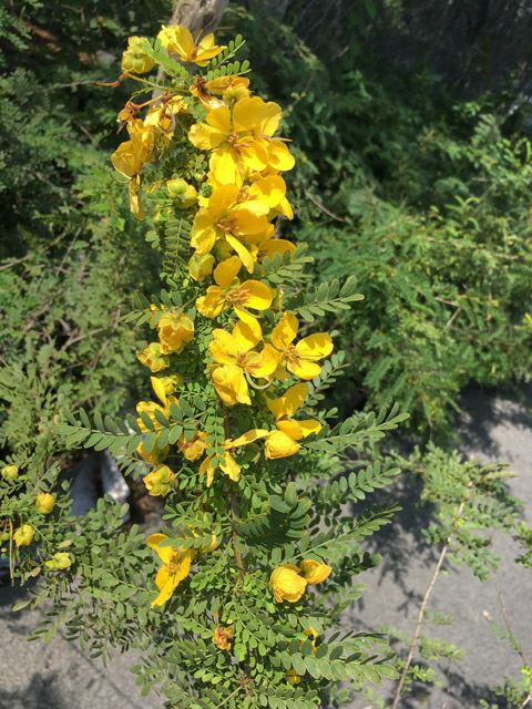 Mai Kim Hoàng... siêu hoa