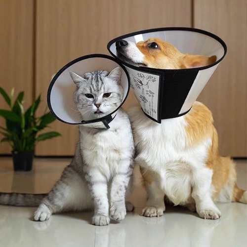 Loa Chống Liếm Cho Chó và Mèo