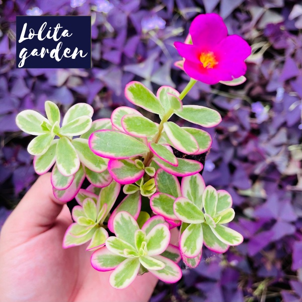 Sen đá cỏ sam Đà Lạt size bé cây cảnh trang trí nhà cửa Lolita garden