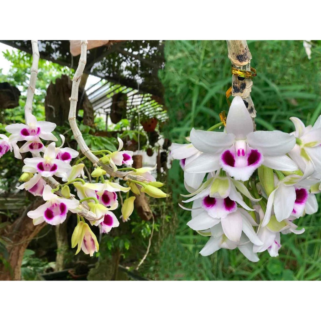 PHI ĐIỆP ÁM MẮT TRÂU LƯNG XANH PHÚ THỌ, CÂY GIỐNG TO KHỎE, ĐẢM BẢO MẶT HOA GIÁ RẺ