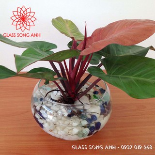 Chậu thủy tinh trồng cây thủy sinh, lọ hoa thủy tinh trồng cây thủy sinh
