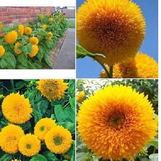 Hạt giống hướng dương xù (tặng kèm phân bón và kích mầm)