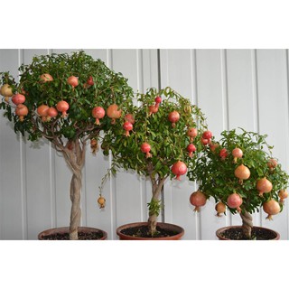 Cây giống lựu lùn Ấn Độ