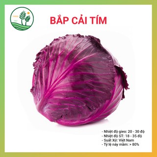 Hạt Giống Bắp Cải Tím - Thu Hoạch Sau 80 Ngày