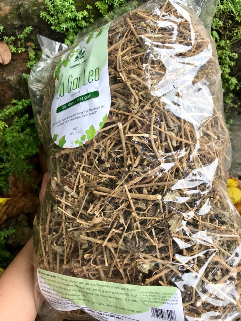 Cà gai leo Hoà Bình hỗ trợ điều trị về gan (có chứng nhận ATTP) | BigBuy360 - bigbuy360.vn