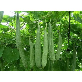 Hạt giống mướp khía thái lan 10hạt