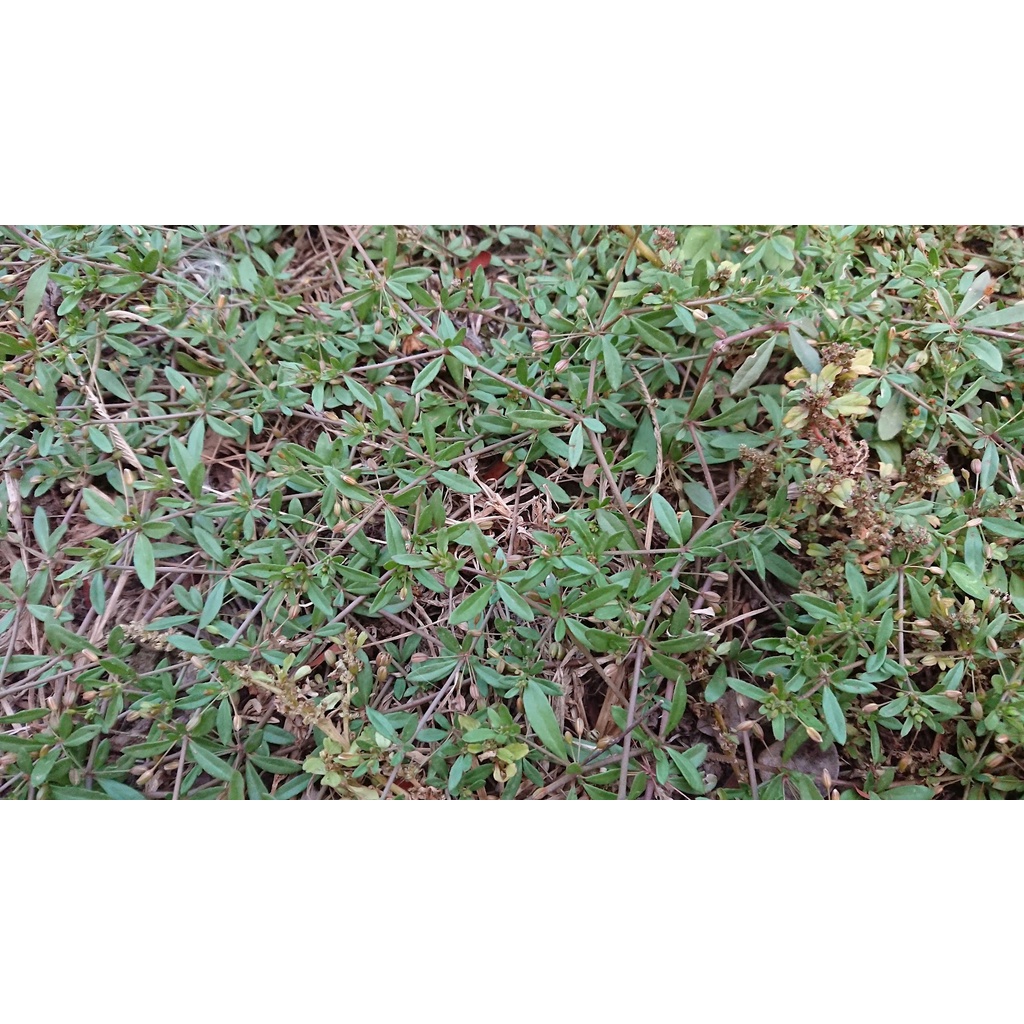 Hạt giống rau đắng đất