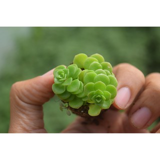 sen đá sedum vảy cá 2-4cm