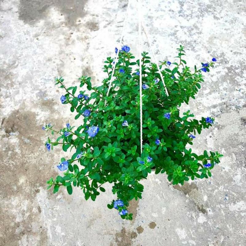 Cây hoa thanh tú kèm chậu treo