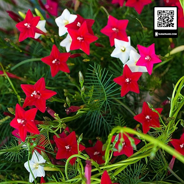 ( SIÊU RẺ ) Hạt giống hoa tóc tiên leo ( hoa sao) nhiều màu 20 hạt