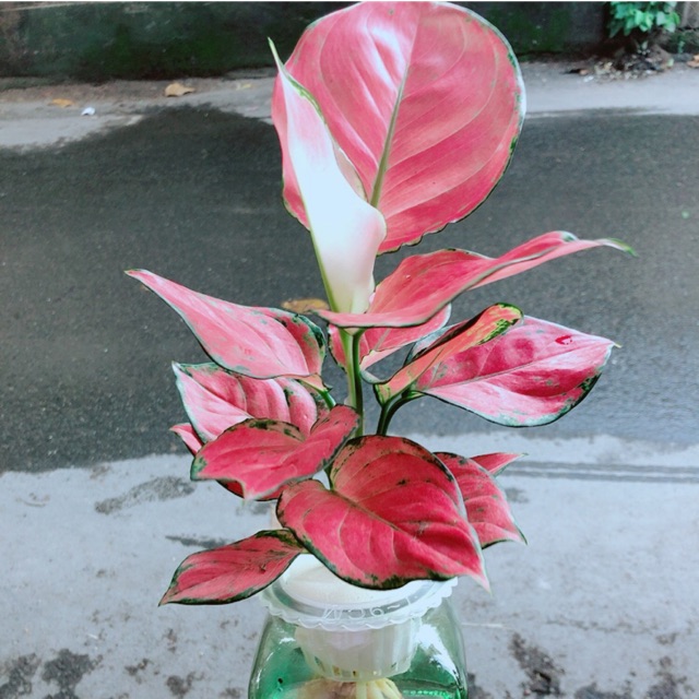 Chậu Vạn Lộc Thuỷ Sinh