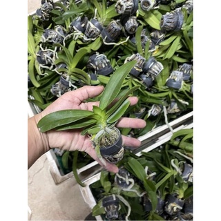 HOA LAN NGỌC ĐIỂM CÂY GIỐNG