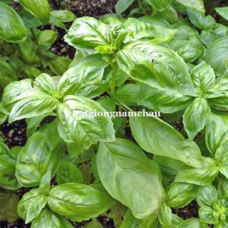 0.5 GR - HẠT GIỐNG HÚNG TÂY BASIL ĐÀ LẠT