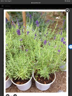 CÂY OẢI HƯƠNG - LAVENDER