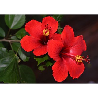 Hạt giống hoa dâm bụt f1