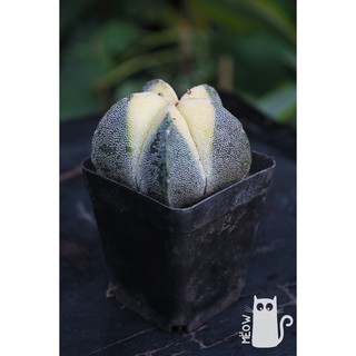 XƯƠNG RỒNG ASTRO VÀNG PHẤN