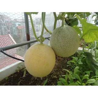 Hạt giống Dưa Lưới vàng