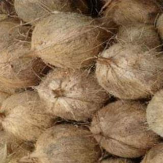 Dừa khô Bến Tre 1 trái