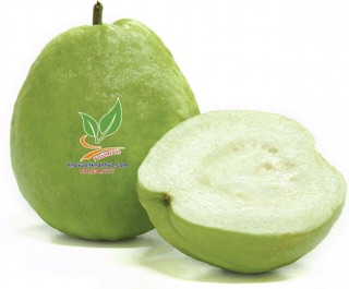 Ổi lê nữ hoàng